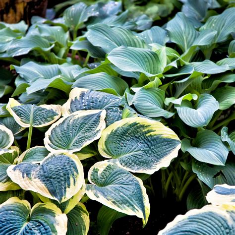How to Grow Hostas from Seed - growhappierplants.com