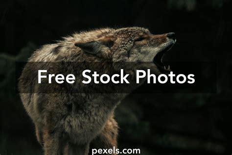 Image result for Wolves Crying