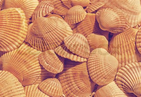Shell Texture Vector 的图像结果