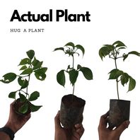 Luvikka / Lovlolika Loovy / Indian Coffee Plum (Flacourtia jangomas) F ...