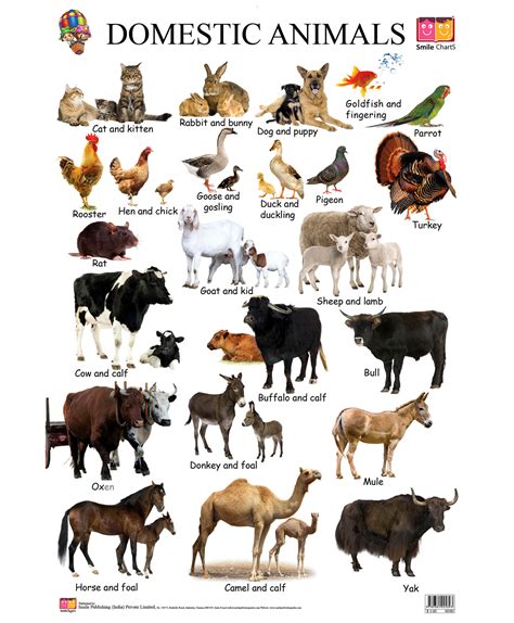 Why Are Domesticated Animals Important at Juan Parker blog
