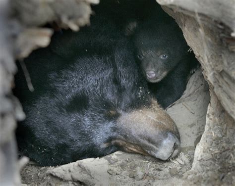 What Animals Hibernate In Illinois at Molly Nielsen blog