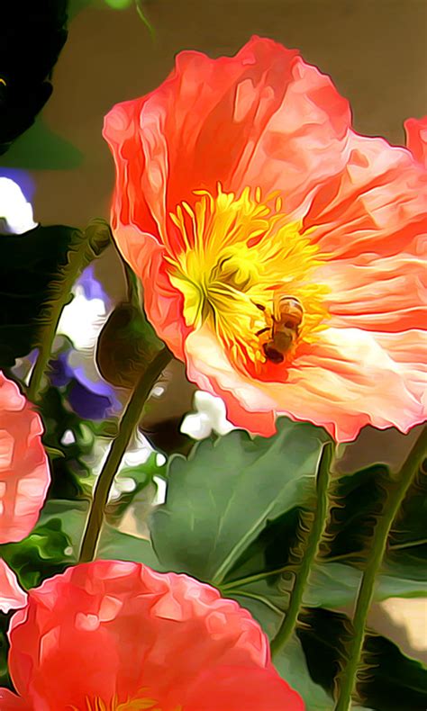 Download wallpaper flowers, nature, bee, Maki, garden, insect, section ...