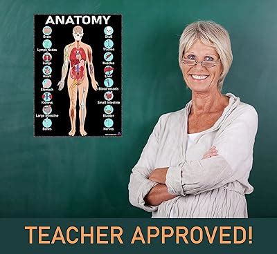 3D Learning LLF Human Anatomy & Body Systems Laminated Posters - India ...