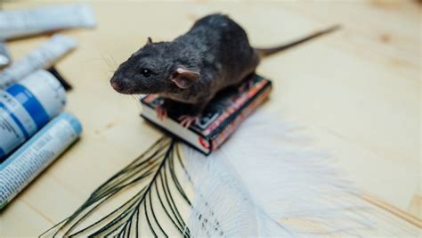 家里老鼠白天一般躲哪-家里进了老鼠怎么除根-趣丁网