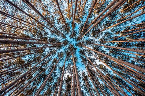 Image result for Tall Tree Tops