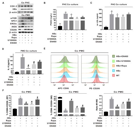 Hepatocyte-Derived Prostaglandin E2-Modulated Macrophage M1-Type ...