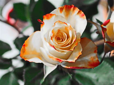 Plant Scientist 的图像结果