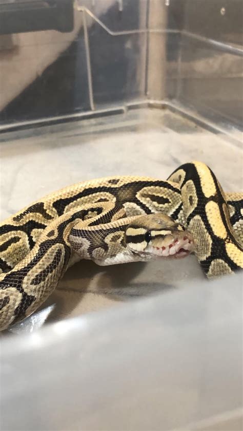 Image result for Royal Ball Python