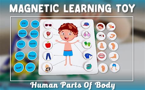 Buy Wonderhood Human Parts Of Body Magnetic Learning Toy For Boy/Girl ...