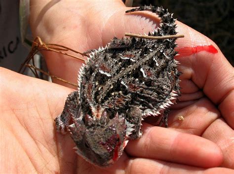 Phrynosoma | Encyclopedia MDPI