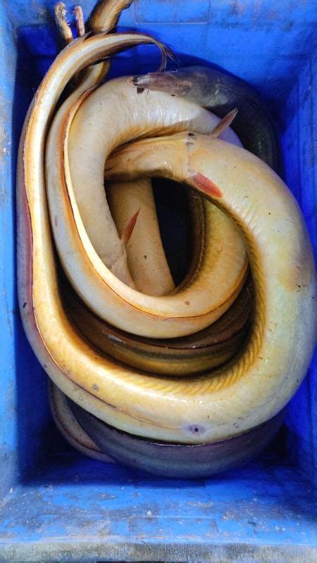 Fresh Yellow Eel Manufacturer Exporter Supplier from Porbandar India