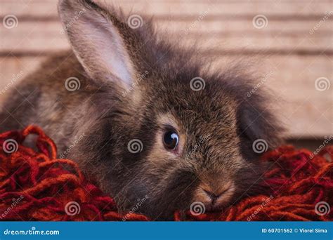 Adorable Brown Lion Head Rabbit Bunny Holding One Ear Up. Stock Photo ...