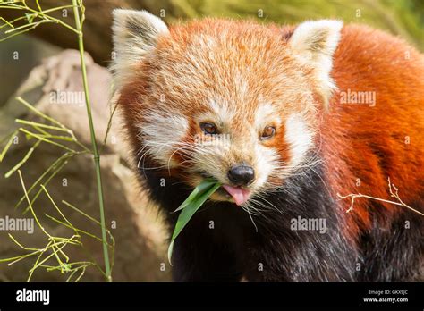 Image result for Red Panda vs Firefox