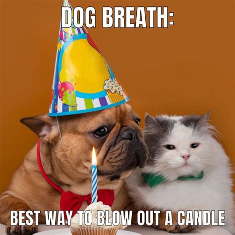 Funny Happy Birthday Meme Dog