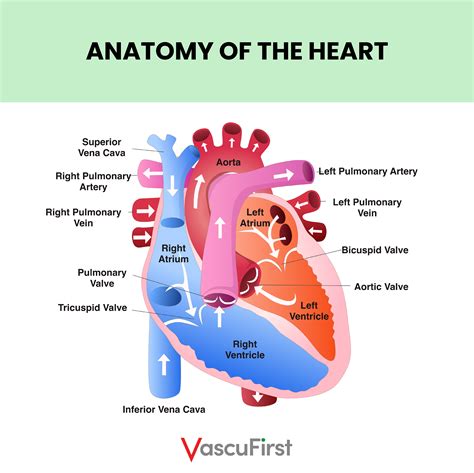 Cardiac Venous Anatomy