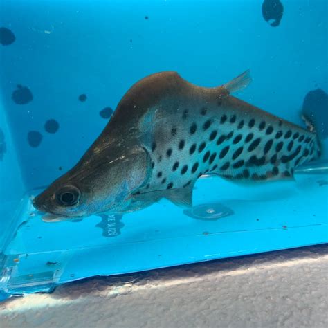 Royal clown knife HIGH BACK for sale - Exotic Fish Shop - 774-400-4598