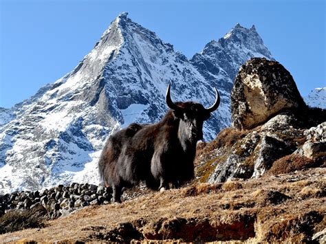 REAL HIMALAYA (2026) All You Need to Know BEFORE You Go (with Photos ...