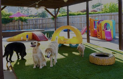 #1 Doggie Daycare & Pet Resort in Little Rock, AR | Premium Doggy Daycare near Little Rock ...