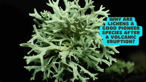 Pioneer Species Lichen