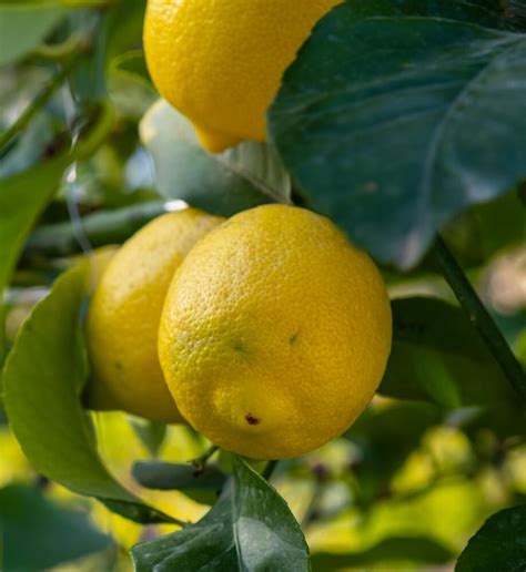 Image result for Full-Grown Lemon Tree