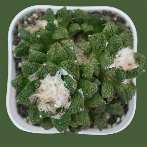 Ariocarpus Godzilla × Fissuratus – Rare Hybrid Collector Cactus ...