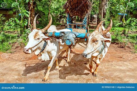 A yoke of oxen stock photo. Image of travel, traditional - 99965148