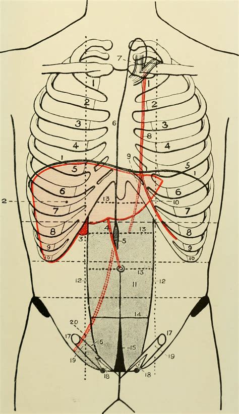 Mammary Artery Location
