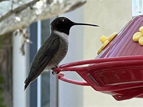 Image result for Hummingbird Fish