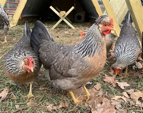 Buying Cream Legbar Chickens? What You Need to Know About Their Care