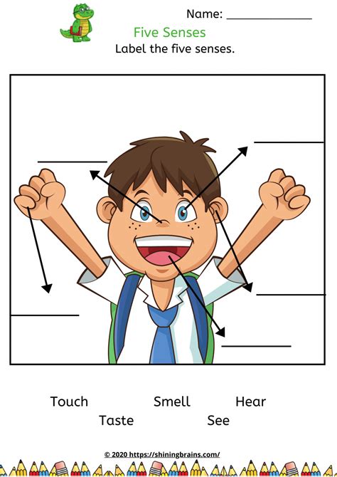 Five Senses Worksheets - Free Science worksheets | ShiningBrains.com