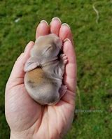 Image result for Fluffy Pet Bunny