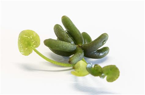 Buy Nymphoides Aquatica (1 Water Banana) - Aquarium s - Aquarium, Fish ...