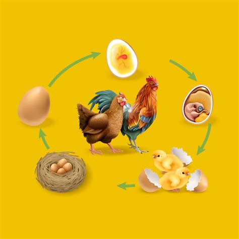 Image result for Reproduction in Animals Practical Video