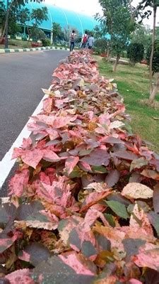 Vuda Central Park, Visakhapatnam, AP