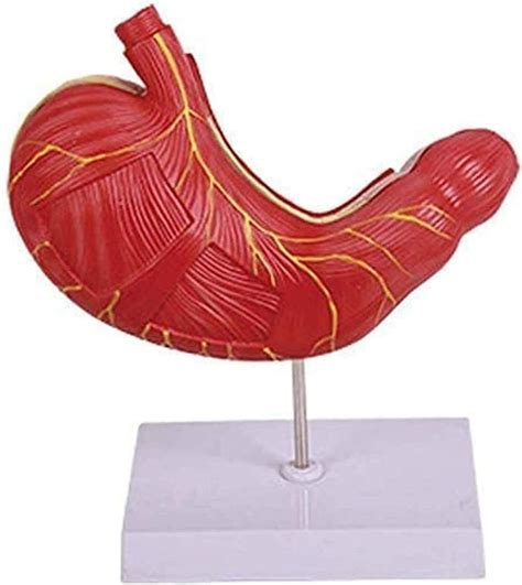 Human Organ Model Stomach Muscle Model Science Classroom Study Display ...