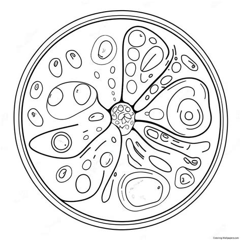 Plant Cell With Colorful Organelles Coloring Page (40204-31781)