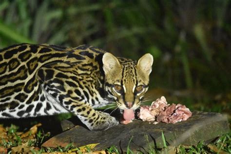 What Do Ocelots Eat?