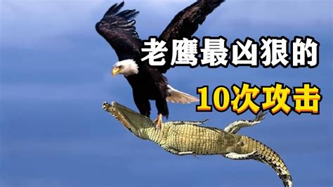 鹰的最佳攻击，老鹰攻击各种动物，精彩一幕_腾讯视频