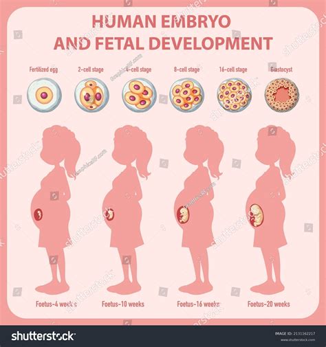 Image result for Human Embryonic Development