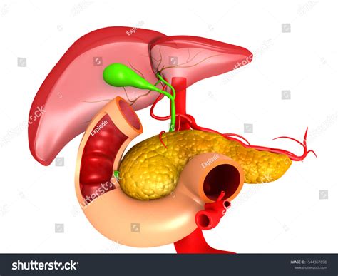 Liver Pancreas Anatomy