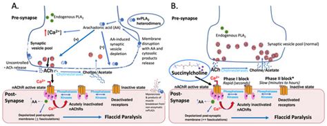 Neuromuscular Weakness and Paralysis Produced by Snakebite Envenoming ...