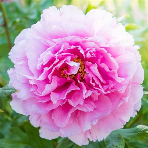 Should you deadhead peonies? Experts reveal how you can get the most ...