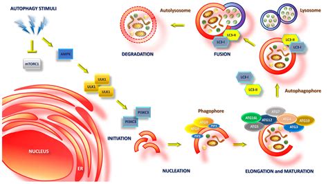 Angiotensin-Converting Enzyme Inhibitors to Prevent Liver Fibrosis in ...