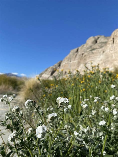 Whitewater Preserve Wildflower Guided Walk, Whitewater Preserve, 18 ...