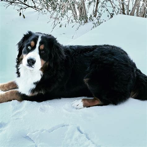 Next Day Pets (@nextdaypets) • Instagram photos and videos