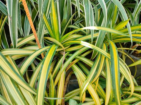 Chlorophytum varigated – Mapro