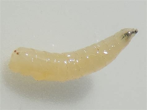 https://www.silba-adipata.info/Black-Fig-Fly-Silba-adipata-larva-2.jpg