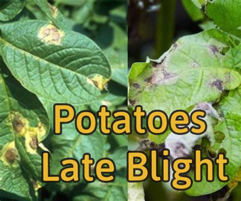 Late Blight in Potatoes: Symptoms, Causes and Management – Agriplex