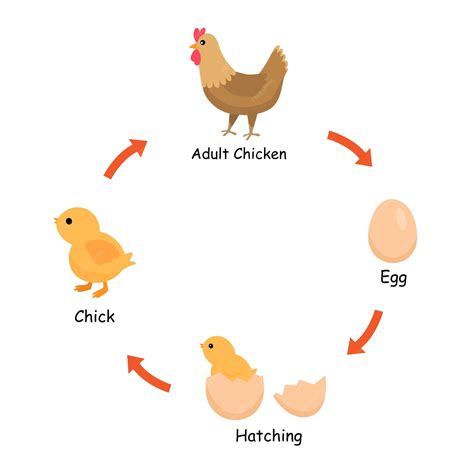 Premium Vector | A diagram of Life cycle of chicken from egg hatching ...
